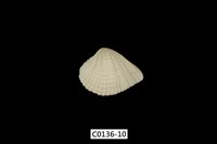 藏品(歪簾蛤 )的圖片